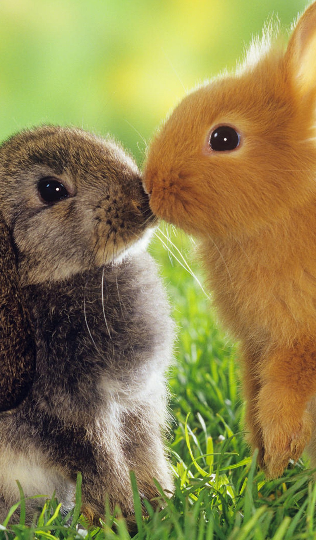 Зайка целует. Милые зверушки. Кролики. Милые зайчики. Самые милые животные.