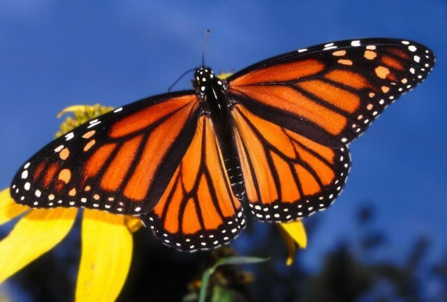 Monarchbutterfly